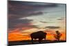 Bison Bull Silhouette, Theodore Roosevelt NP, North Dakota, USA-Chuck Haney-Mounted Premium Photographic Print