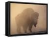 Bison, Bull Silhouetted in Dawn Mist, Yellowstone National Park, USA-Pete Cairns-Framed Stretched Canvas