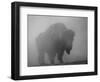 Bison, Bull Silhouetted in Dawn Mist, Yellowstone National Park, USA-Pete Cairns-Framed Premium Photographic Print