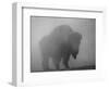 Bison, Bull Silhouetted in Dawn Mist, Yellowstone National Park, USA-Pete Cairns-Framed Premium Photographic Print