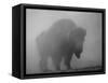 Bison, Bull Silhouetted in Dawn Mist, Yellowstone National Park, USA-Pete Cairns-Framed Stretched Canvas
