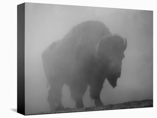 Bison, Bull Silhouetted in Dawn Mist, Yellowstone National Park, USA-Pete Cairns-Stretched Canvas