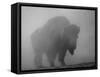 Bison, Bull Silhouetted in Dawn Mist, Yellowstone National Park, USA-Pete Cairns-Framed Stretched Canvas