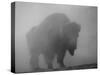 Bison, Bull Silhouetted in Dawn Mist, Yellowstone National Park, USA-Pete Cairns-Stretched Canvas