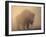 Bison, Bull Silhouetted in Dawn Mist, Yellowstone National Park, USA-Pete Cairns-Framed Photographic Print