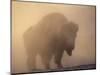 Bison, Bull Silhouetted in Dawn Mist, Yellowstone National Park, USA-Pete Cairns-Mounted Photographic Print
