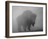 Bison, Bull Silhouetted in Dawn Mist, Yellowstone National Park, USA-Pete Cairns-Framed Photographic Print