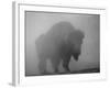 Bison, Bull Silhouetted in Dawn Mist, Yellowstone National Park, USA-Pete Cairns-Framed Photographic Print