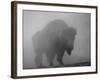 Bison, Bull Silhouetted in Dawn Mist, Yellowstone National Park, USA-Pete Cairns-Framed Photographic Print