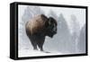 Bison Bull, Winter Storm-Ken Archer-Framed Stretched Canvas