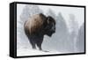 Bison Bull, Winter Storm-Ken Archer-Framed Stretched Canvas