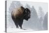 Bison Bull, Winter Storm-Ken Archer-Stretched Canvas