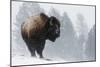 Bison Bull, Winter Storm-Ken Archer-Mounted Photographic Print