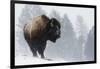 Bison Bull, Winter Storm-Ken Archer-Framed Photographic Print