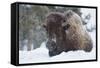 Bison Bull, Winter Storm-Ken Archer-Framed Stretched Canvas