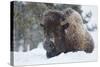 Bison Bull, Winter Storm-Ken Archer-Stretched Canvas