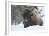 Bison Bull, Winter Storm-Ken Archer-Framed Photographic Print