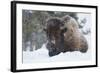 Bison Bull, Winter Storm-Ken Archer-Framed Photographic Print