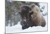 Bison Bull, Winter Storm-Ken Archer-Mounted Photographic Print