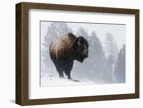 Bison Bull, Winter Storm-Ken Archer-Framed Photographic Print