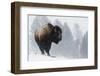 Bison Bull, Winter Storm-Ken Archer-Framed Photographic Print