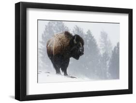 Bison Bull, Winter Storm-Ken Archer-Framed Photographic Print