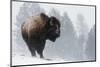 Bison Bull, Winter Storm-Ken Archer-Mounted Photographic Print