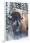 Bison Bull, winter wind and snowstorm-Ken Archer-Framed Photographic Print