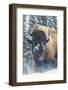 Bison Bull, winter wind and snowstorm-Ken Archer-Framed Photographic Print