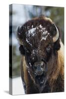 Bison Bull, Winter-Ken Archer-Stretched Canvas