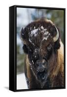 Bison Bull, Winter-Ken Archer-Framed Stretched Canvas