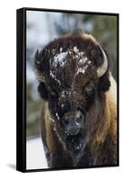 Bison Bull, Winter-Ken Archer-Framed Stretched Canvas