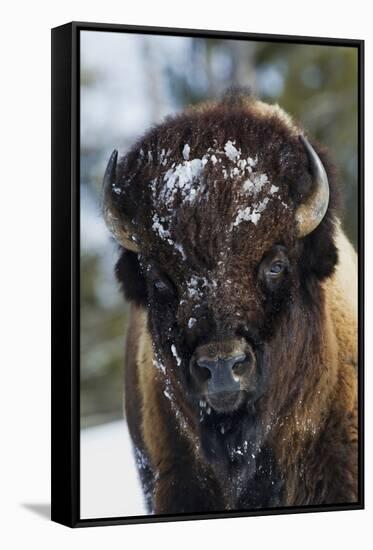 Bison Bull, Winter-Ken Archer-Framed Stretched Canvas