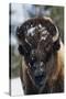 Bison Bull, Winter-Ken Archer-Stretched Canvas