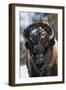 Bison Bull, Winter-Ken Archer-Framed Photographic Print