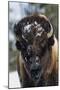 Bison Bull, Winter-Ken Archer-Mounted Photographic Print