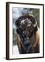 Bison Bull, Winter-Ken Archer-Framed Photographic Print