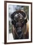 Bison Bull, Winter-Ken Archer-Framed Photographic Print