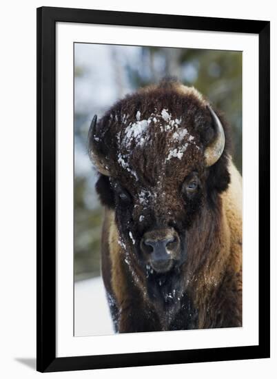 Bison Bull, Winter-Ken Archer-Framed Photographic Print