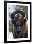 Bison Bull, Winter-Ken Archer-Framed Photographic Print