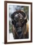 Bison Bull, Winter-Ken Archer-Framed Photographic Print