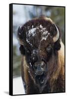 Bison Bull, Winter-Ken Archer-Framed Stretched Canvas