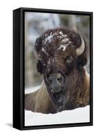 Bison Bull, Winter-Ken Archer-Framed Stretched Canvas