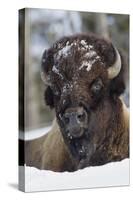 Bison Bull, Winter-Ken Archer-Stretched Canvas