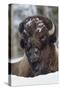 Bison Bull, Winter-Ken Archer-Stretched Canvas