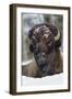 Bison Bull, Winter-Ken Archer-Framed Photographic Print