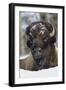 Bison Bull, Winter-Ken Archer-Framed Photographic Print