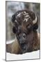 Bison Bull, Winter-Ken Archer-Mounted Photographic Print