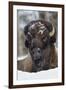 Bison Bull, Winter-Ken Archer-Framed Photographic Print