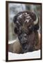 Bison Bull, Winter-Ken Archer-Framed Photographic Print